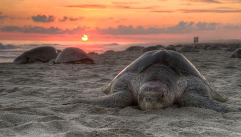 tortugues marines